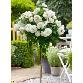 Flower-up Standard Rosen XXL Weiß - 120-140 Cm - 3 Stück - 1