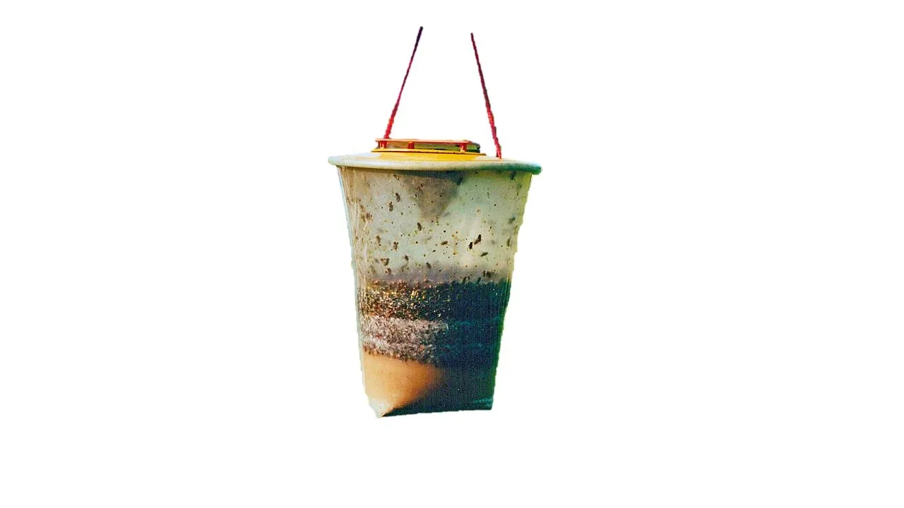 Fliegenfalle, Gr. L, 3 l - Einwegfalle - 1