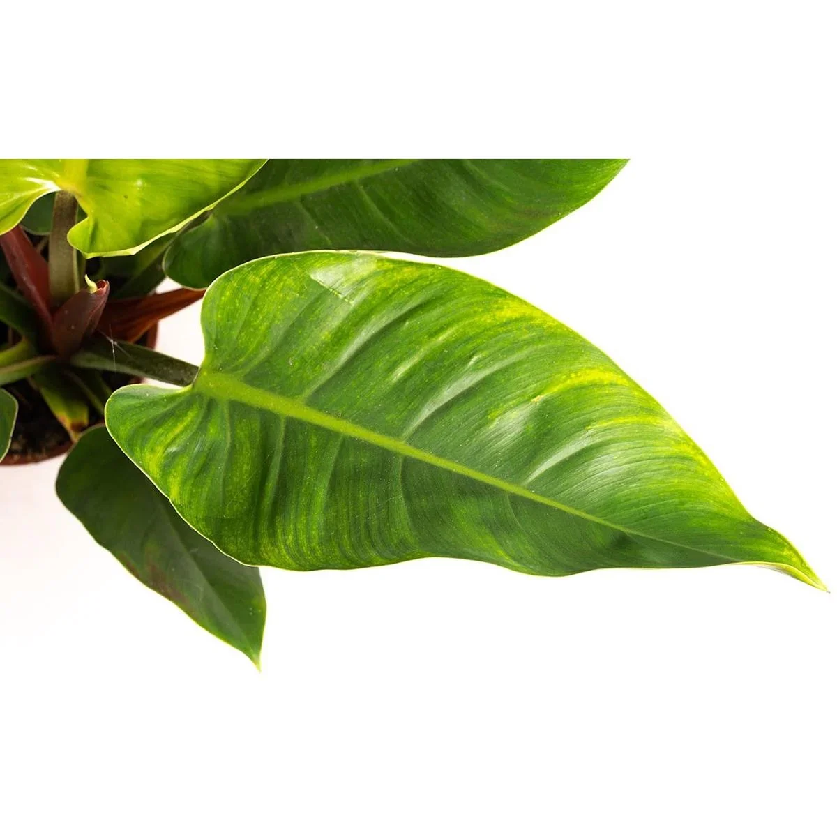 Aufblühender Philondendron Imperial Grün Groß - 50-60 Cm - 2 Stück - 1
