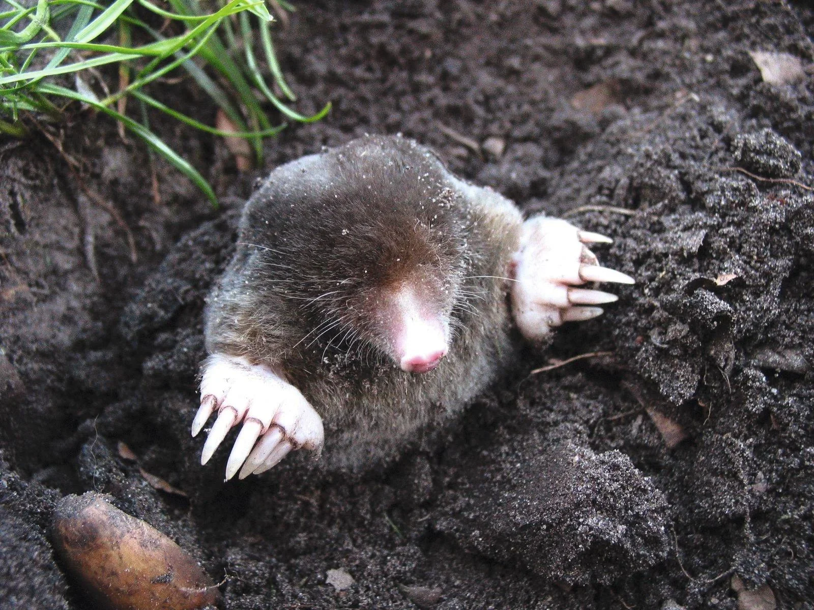 Solar Maulwurfabwehr Alu, 1 Stück - 2