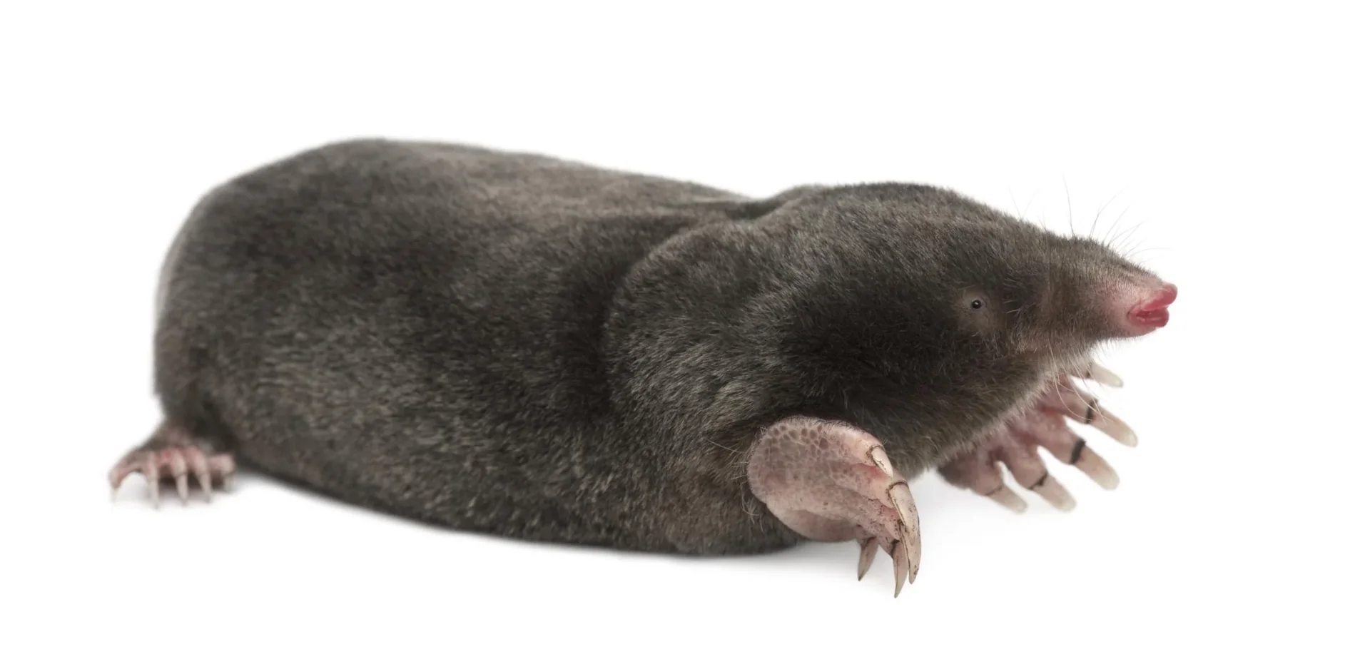 Solar Maulwurfabwehr Alu, 1 Stück - 4