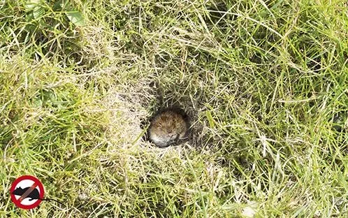 Solar Maulwurfabwehr Alu, 1 Stück - 6