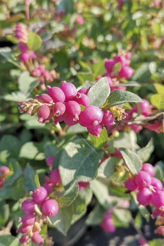 Schneebeere, Symphoricarpos door. "Magical Candy'", 4,6 Liter Topf, 50-60 cm hoch, 3er-Set - 0