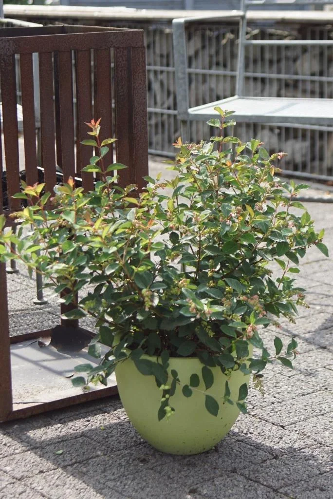 Schneebeere, Symphoricarpos door. "Magical Candy'", 4,6 Liter Topf, 50-60 cm hoch, 3er-Set - 1