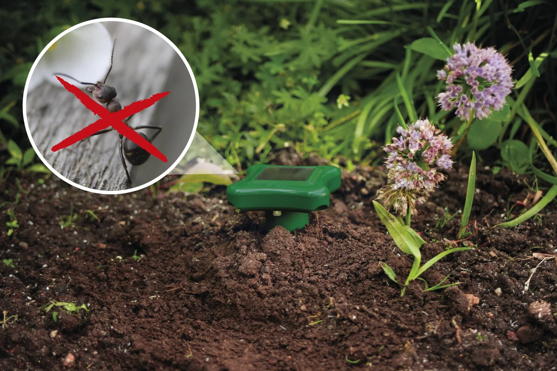 Solar-Ameisenabwehr - 7