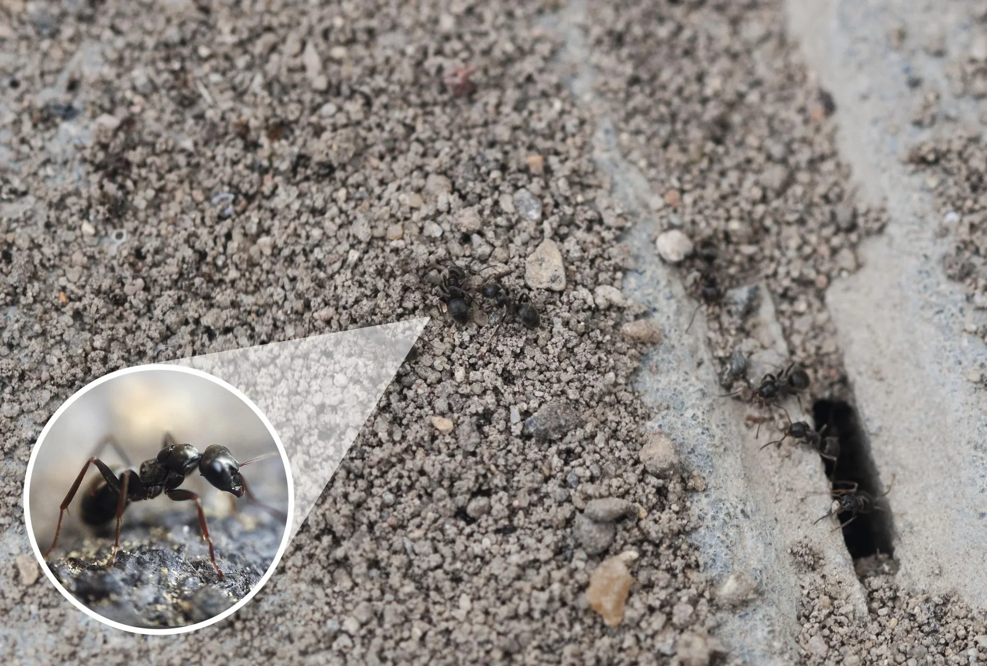 Solar-Ameisenabwehr - 8