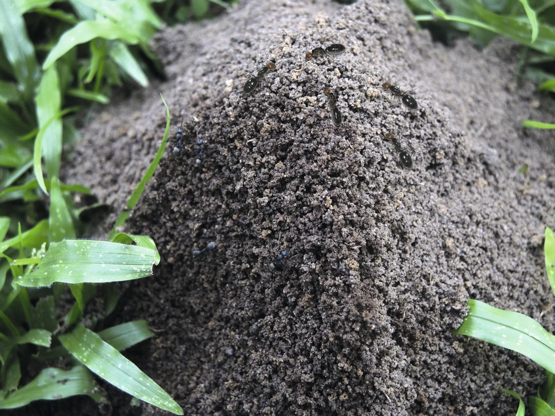 Solar-Ameisenabwehr - 9