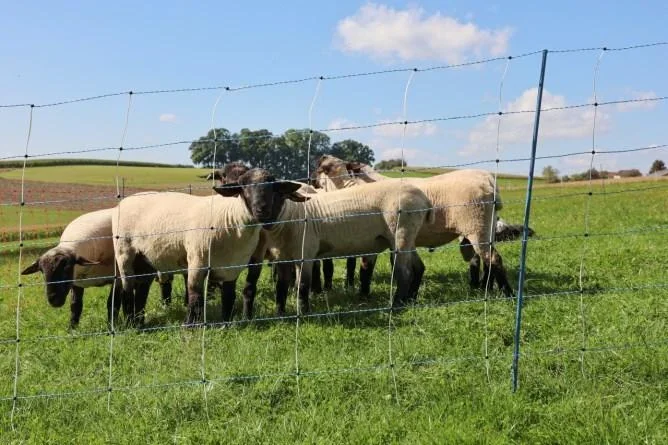 Wolfsnetz TitanNet Premium Vario, 50 m, +/- weiß/blau, 108 cm, Doppelspitze - 0
