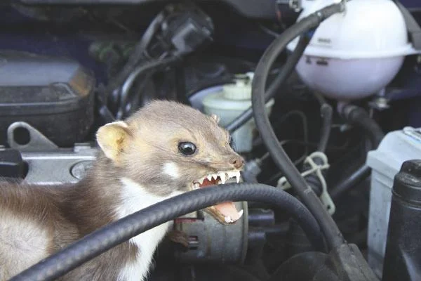 Anti-Marder-Spray 500 ml - 3