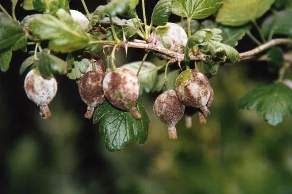 Bio-Pflanzenspray für mehltauanfällige Pflanzen, 500 ml - 0