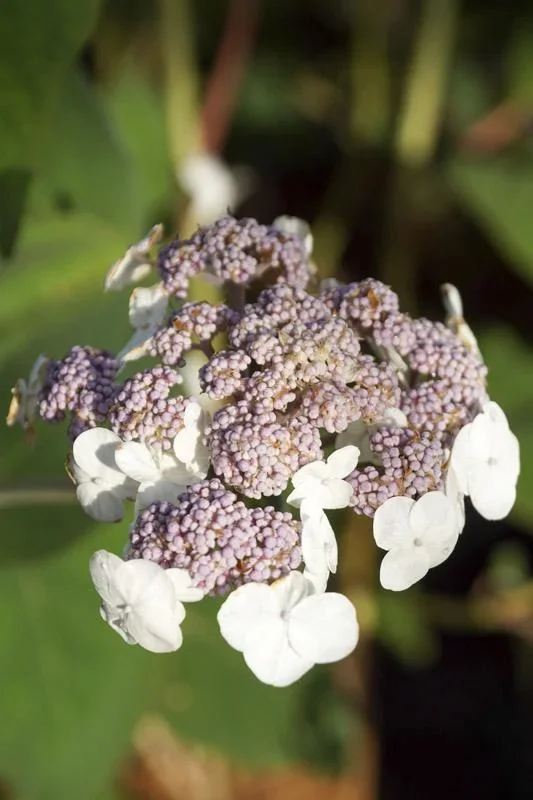 Samthortensie Macrophylla - Hydrangea aspera Macrophylla - 12 L Topf 80-100 cm - 0