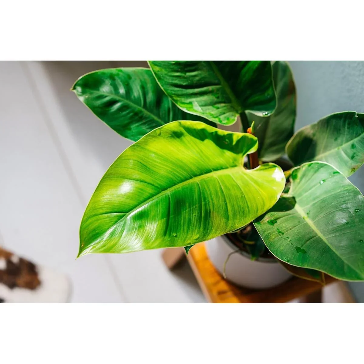Aufblühender Philondendron Imperial Grün Groß - 50-60cm - 1 Stück - 2