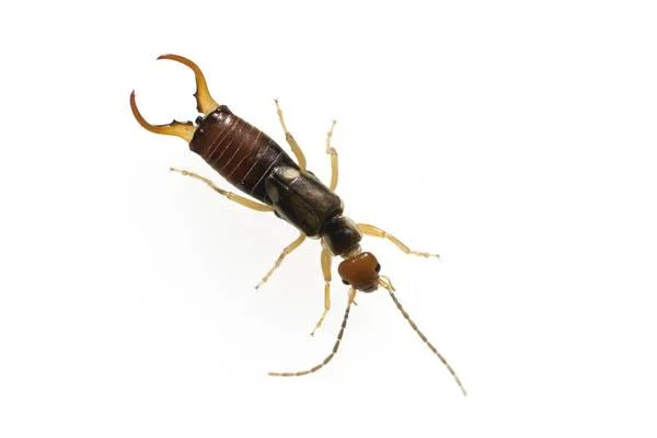 Insektenhotel - 1