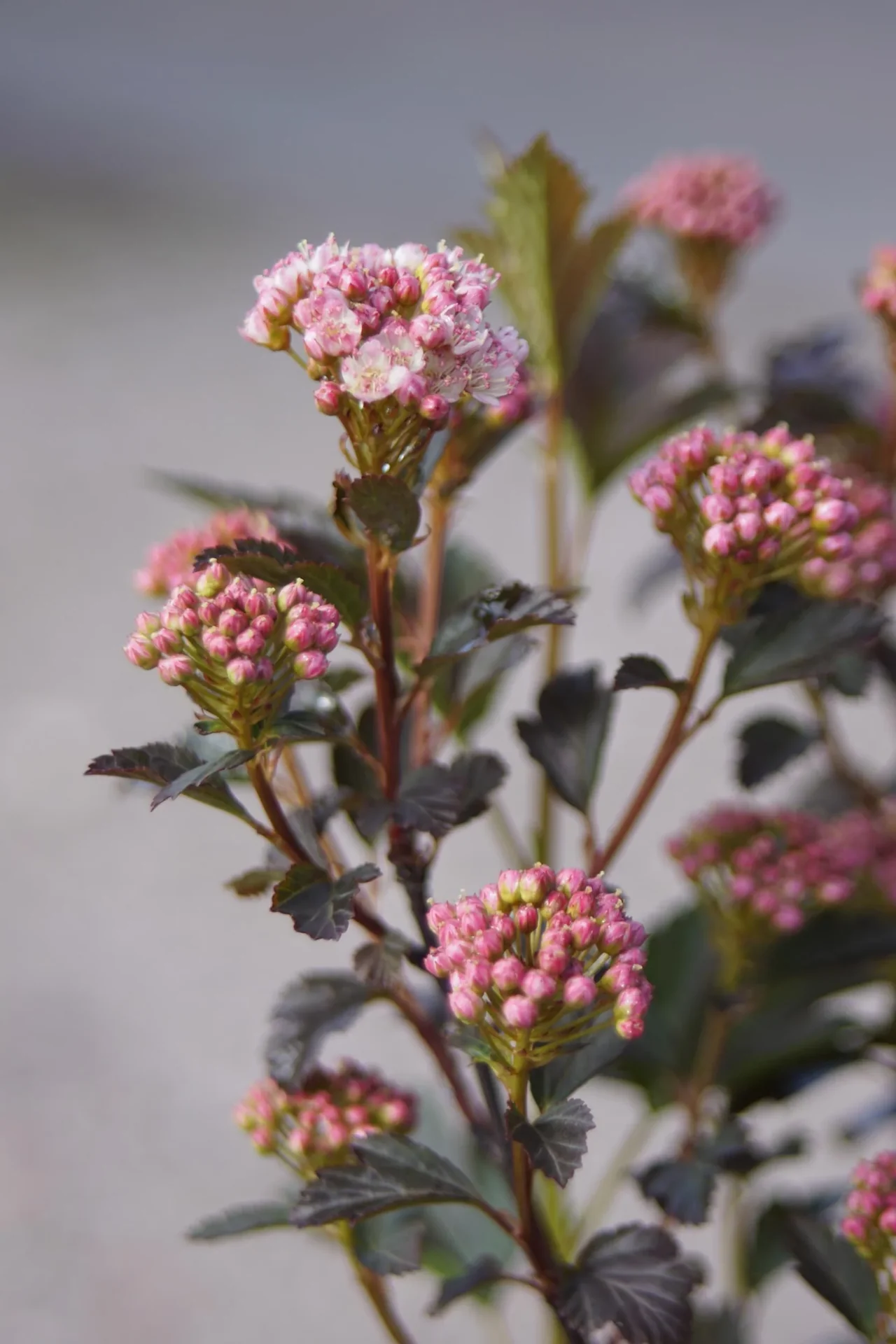 Fasanenspiere Tiny Wine - Physocarpus opulifolius (Proven Winners) - 7.5 L Topf 60-80 cm - 0