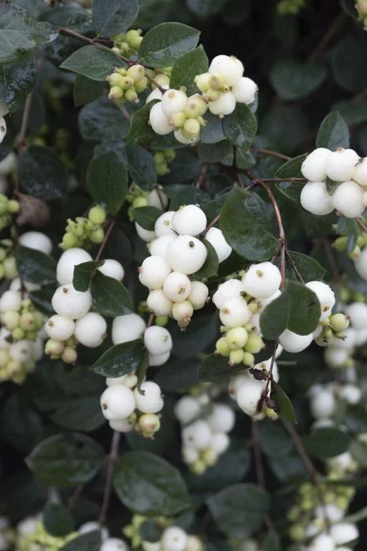 Schneebeere, Symphoricarpos door. "Magical Galaxy'", 4,6 Liter Topf, 50-60 cm hoch, 3er-Set - 0