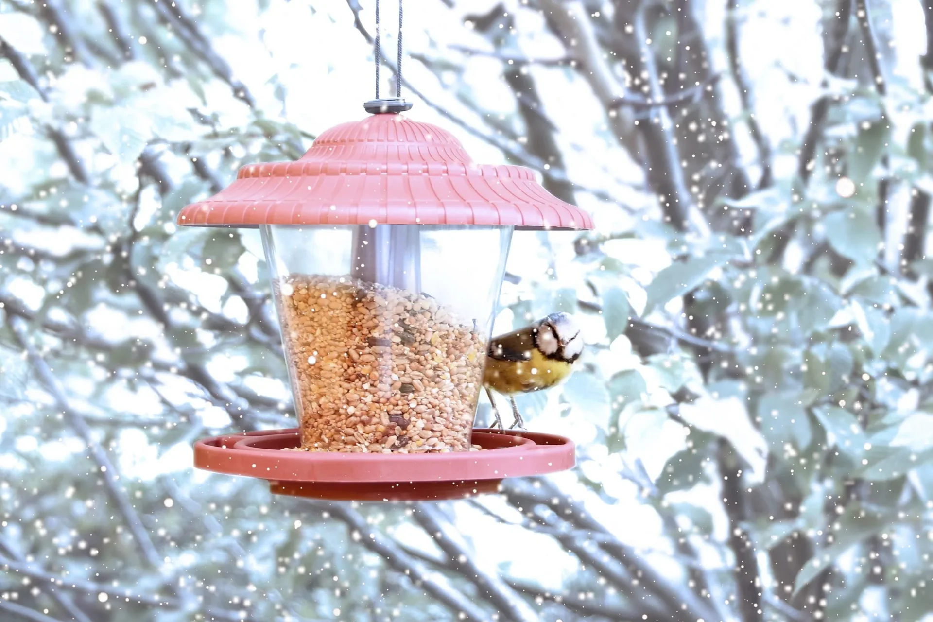 Vogelfuttersilo Rot - 0