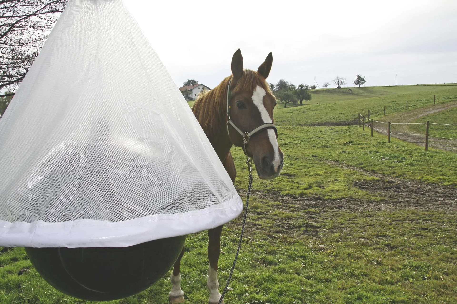 Bremsenfalle "Taon X" inklusive Stange zum Aufhängen - 1