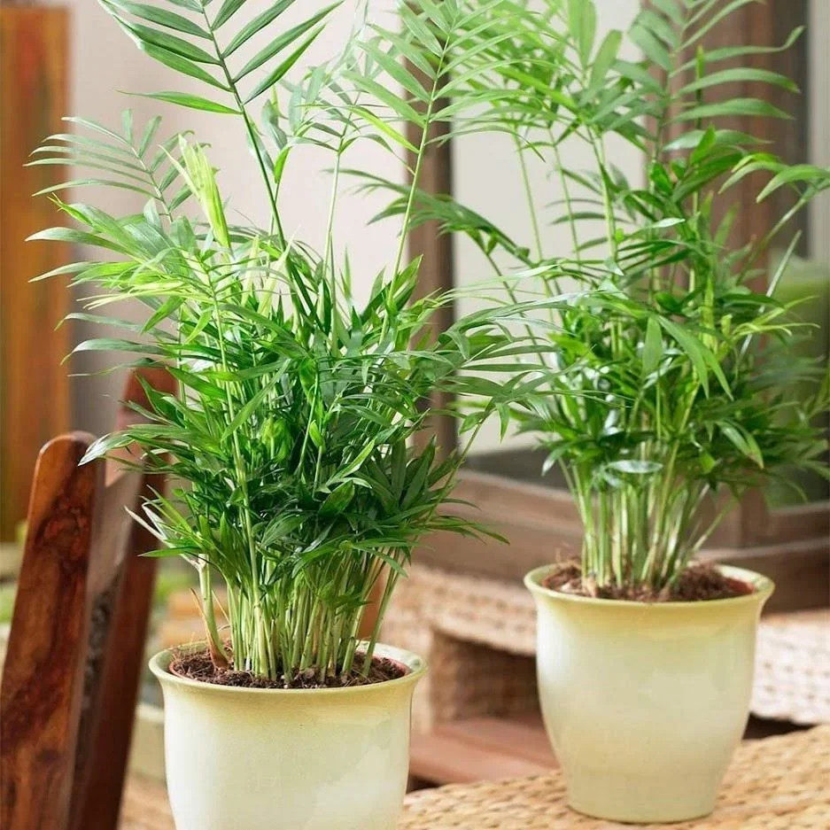 Aufblühende mexikanische Bergpalme - Chamaedorea Elegans - Groß - 50-60Cm - 1 Stück - 0