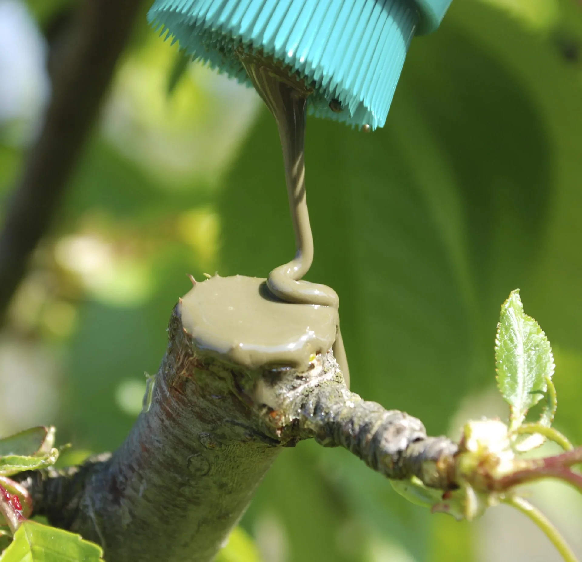 Baumpflaster, Pinselflasche, 300 g - 0