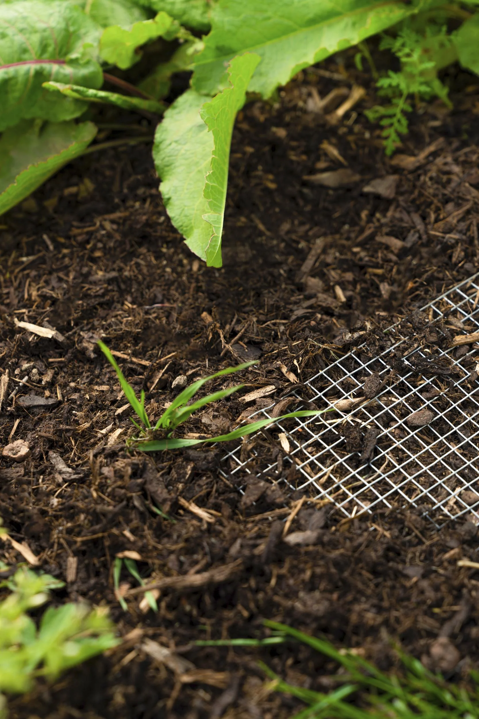 Drahtgeflecht Draneo für Hochbeet - 5