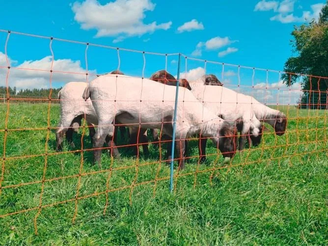 Schafnetz OviNet Premium, 50 m, orange, 90 cm, Einzelspitze - 1