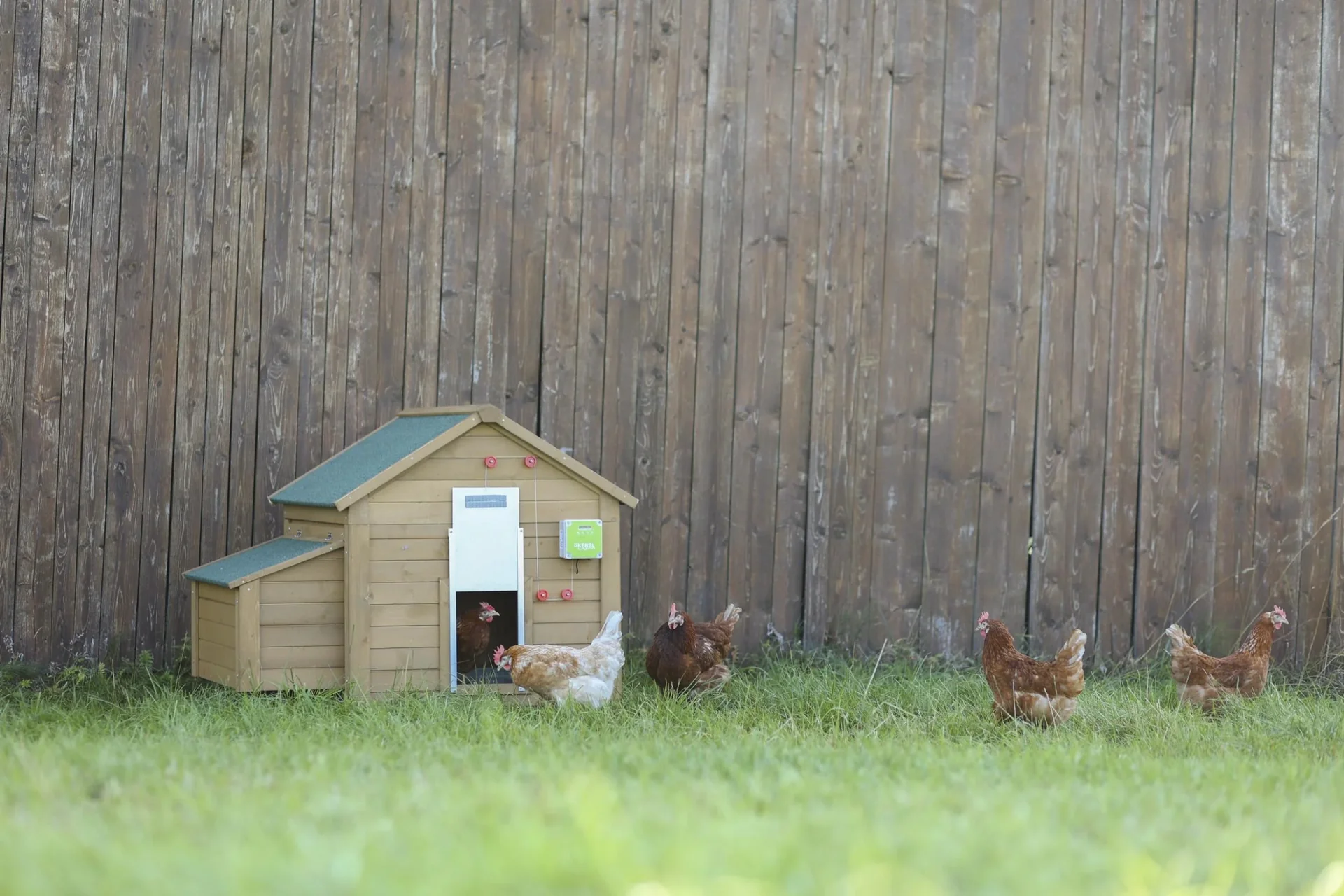 Automatische Hühnertür, Komplett-Set inklusive Schiebetür 30 x 40cm - 0