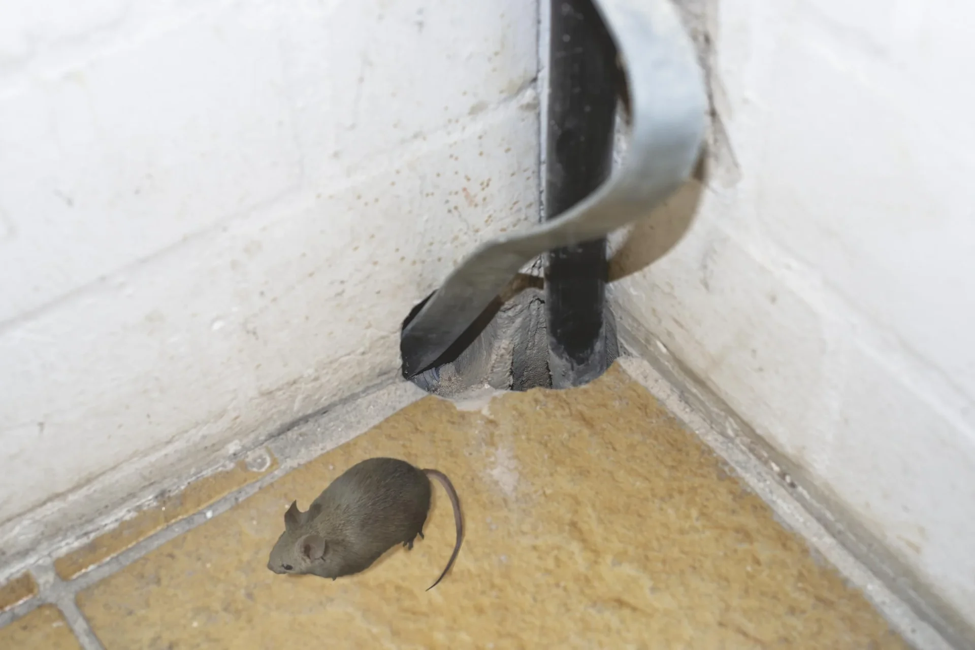 Nager-Barriere Stahlwolle - 2