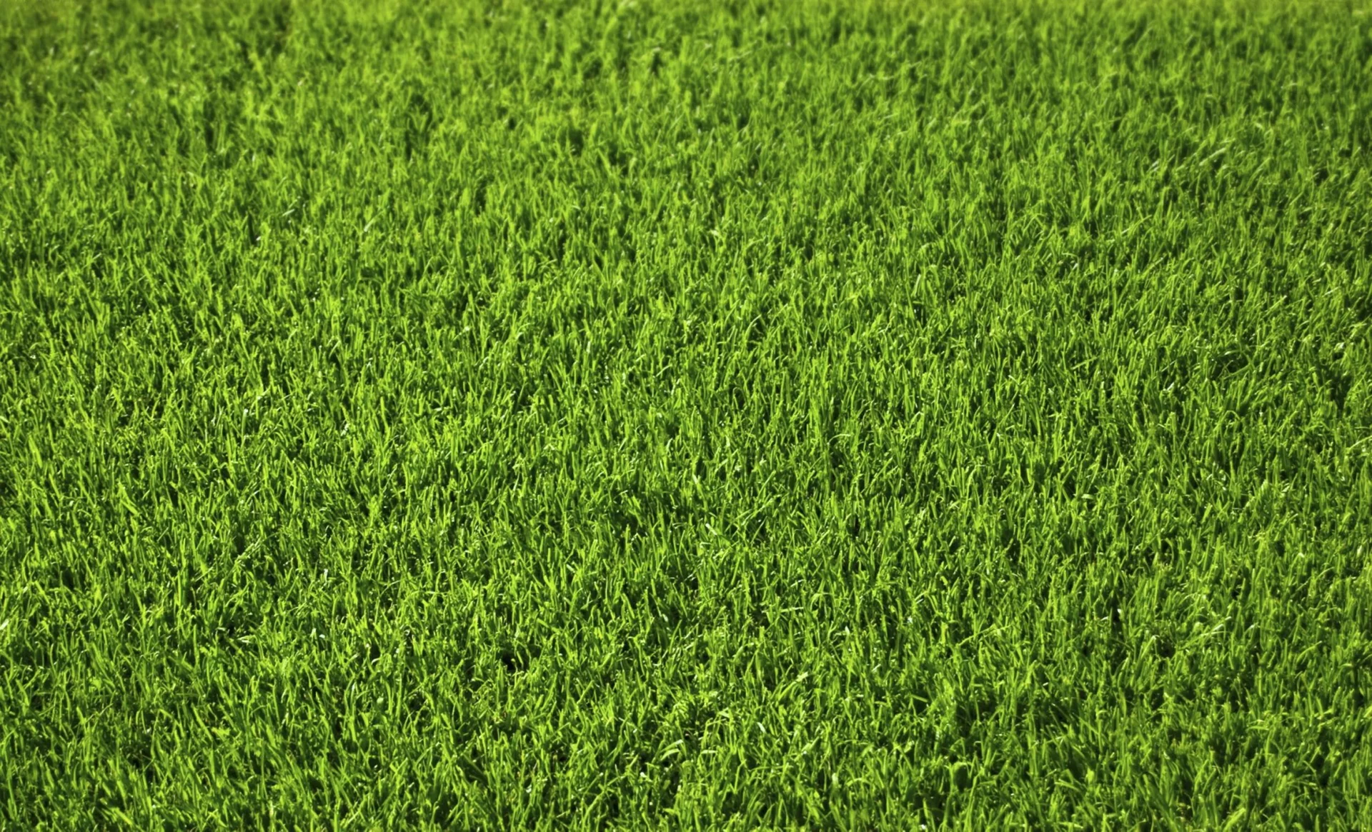 Wunder-Reparatur-Rasen, 1 kg - 0