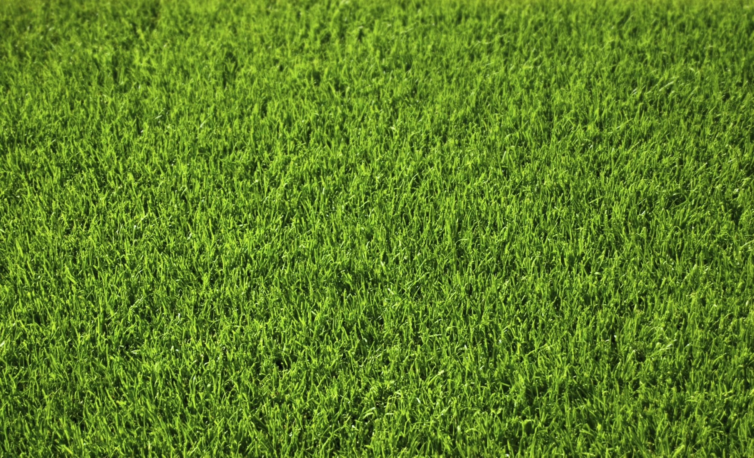 Wunder-Reparatur-Rasen, 1 kg - 0