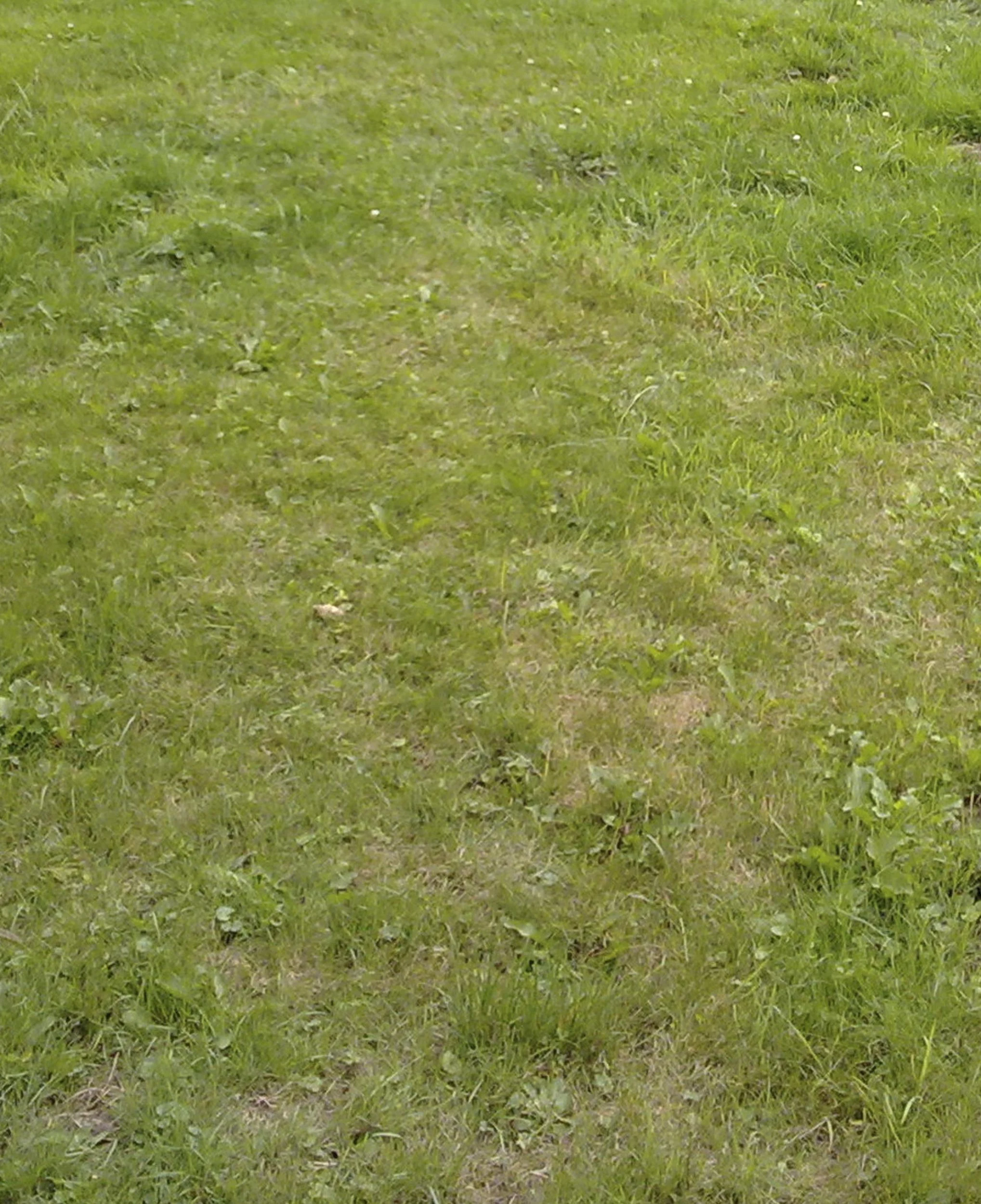 Wunder-Reparatur-Rasen, 1 kg - 2