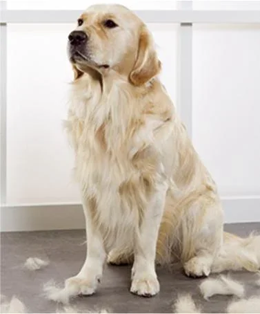 Tierpflegebürste 3 in 1, Hundezubehör - 0