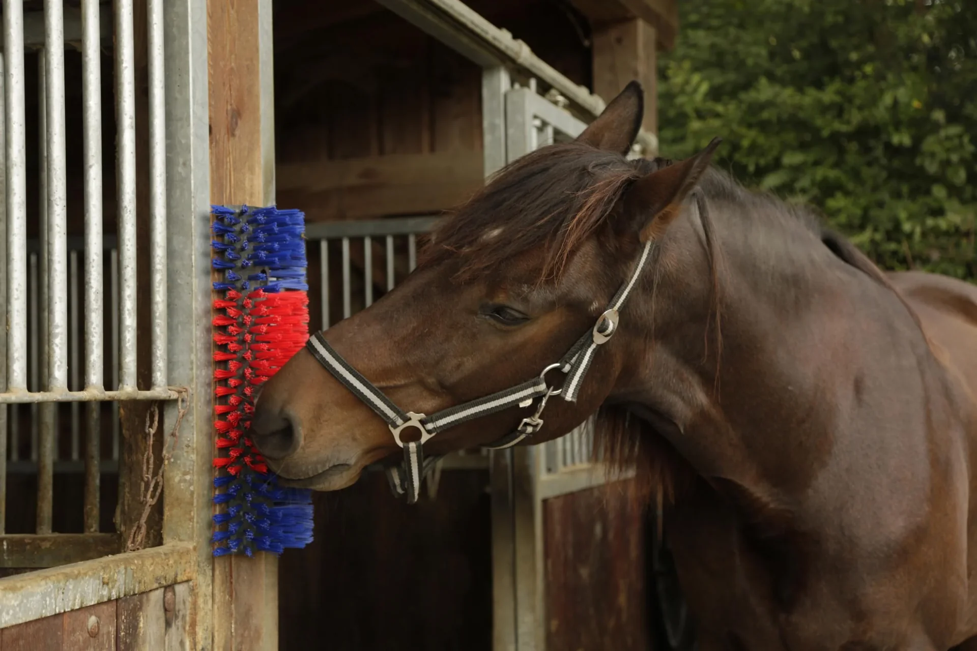 Kratzbürste, halbrund - 0