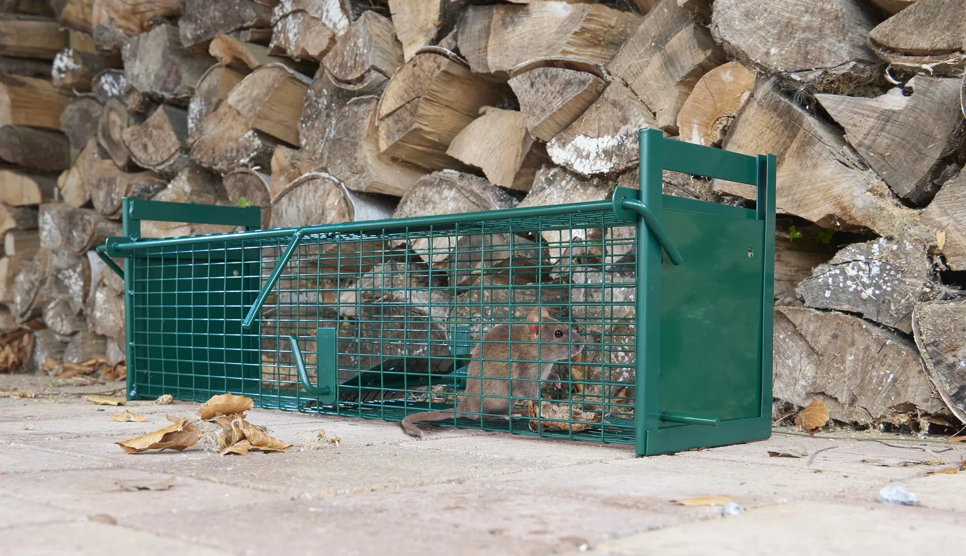 Ratten Lebendfalle mit 2 Eingängen - 0