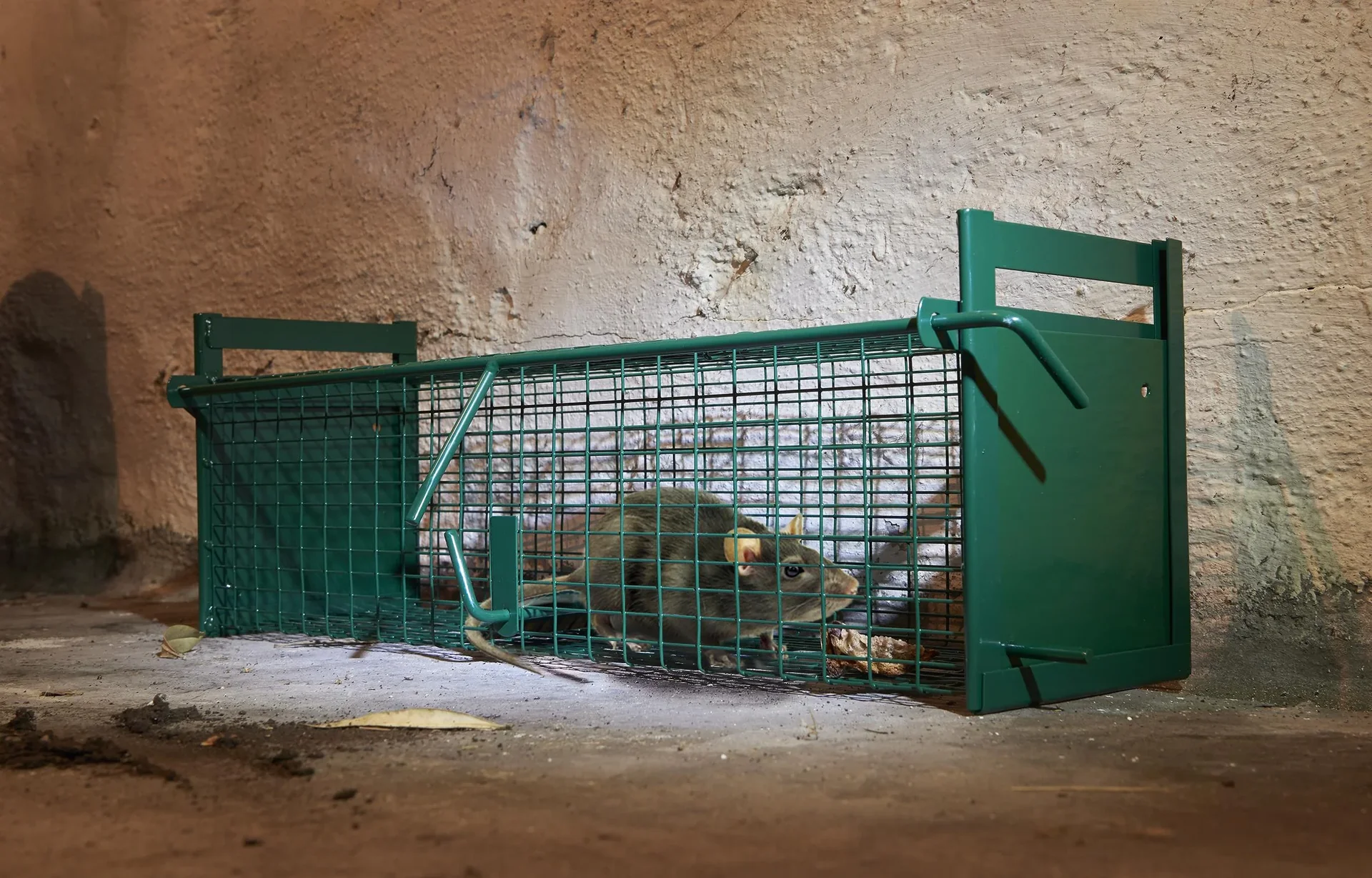 Ratten Lebendfalle mit 2 Eingngen | Westfalia