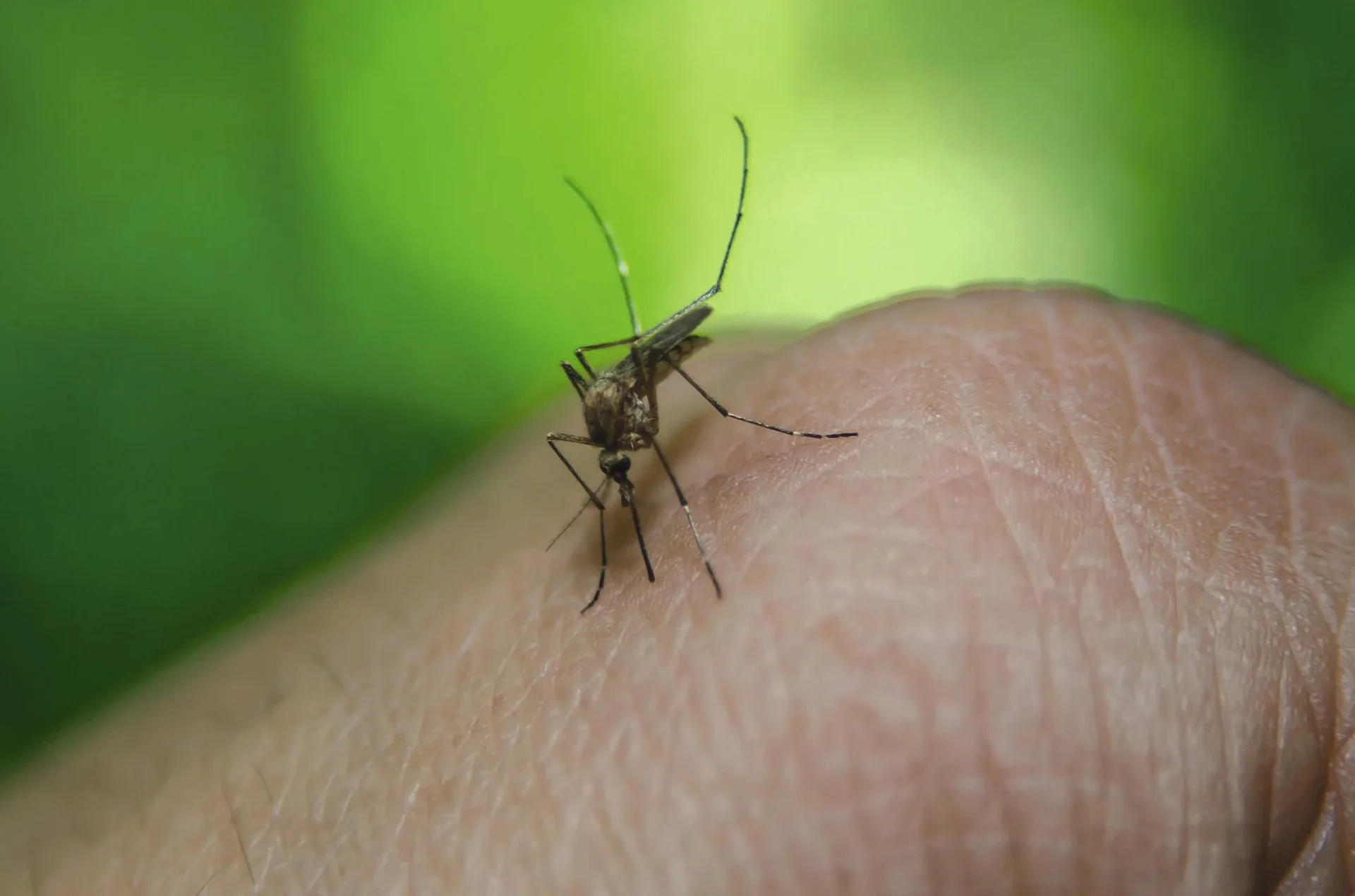 Stechmücken-Feind - 1