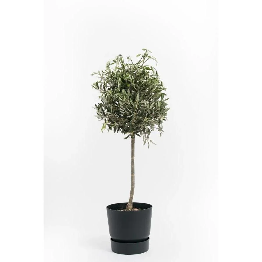 Blühende Acer gemischt Satz von 8 -Ja - 3