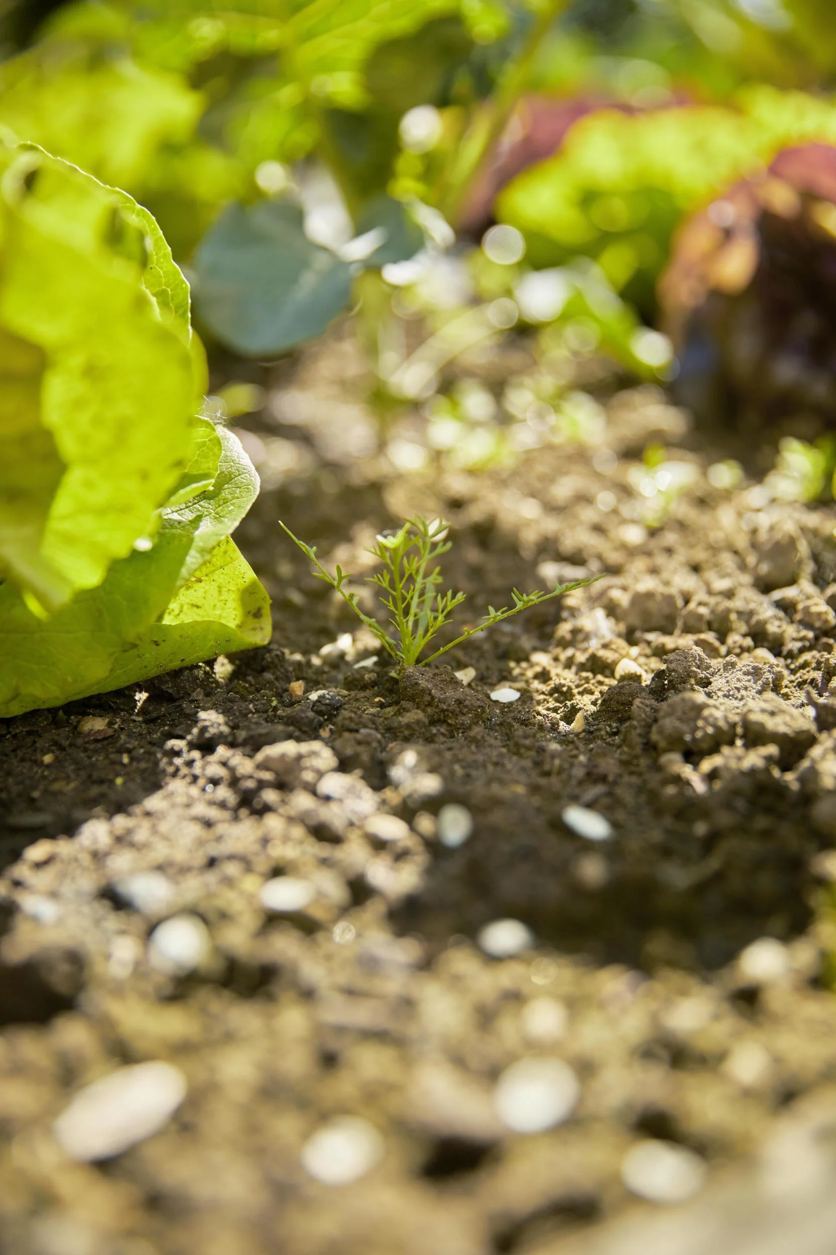 Combisystem-Grubber-Rechen - 0
