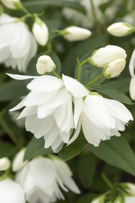 Gartenjasmin Snowbelle - Philadelphus - 7.5 L Topf 80-100 cm - 0