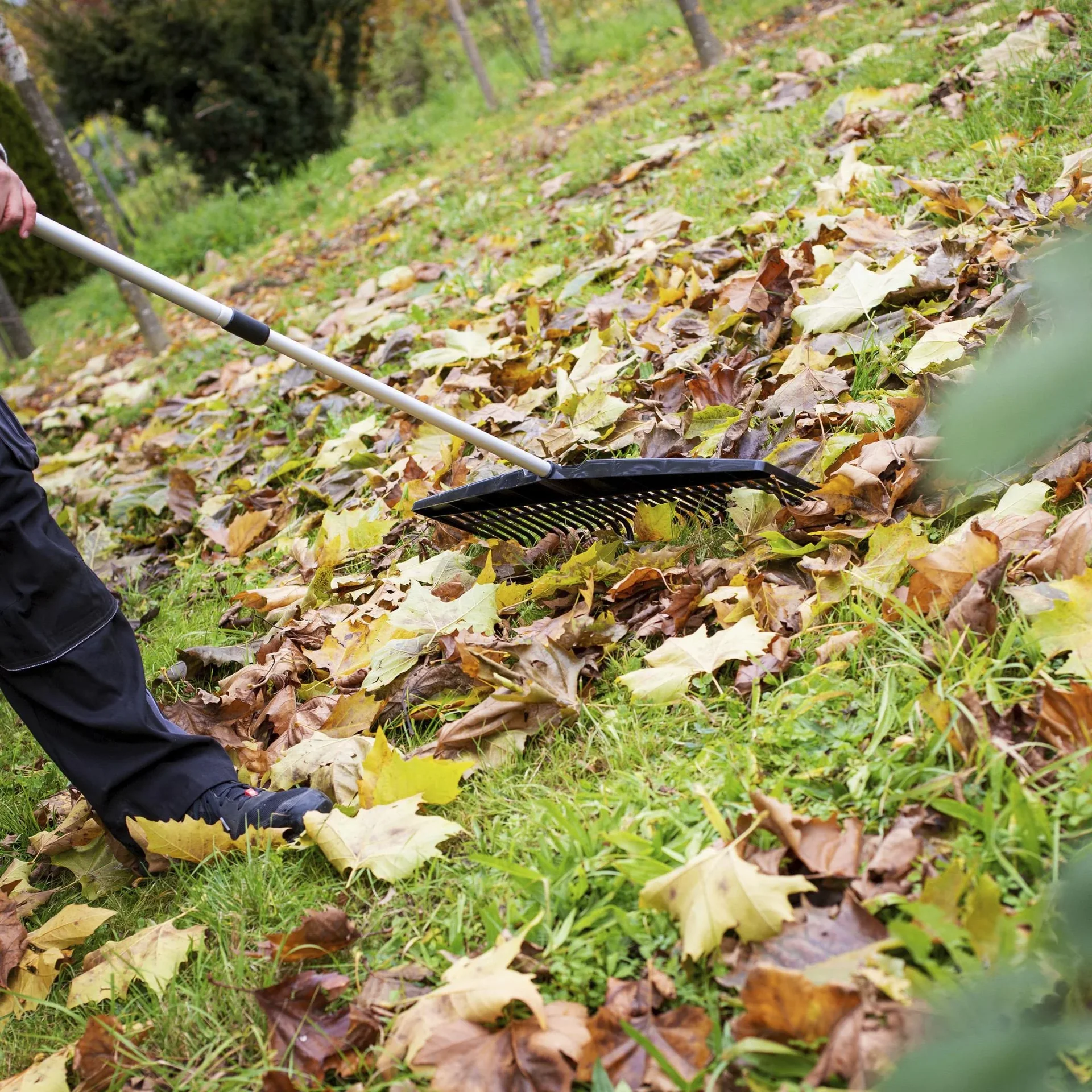 Jumbo Rechen 75 cm mit Aluminium Teleskopstiel - 5