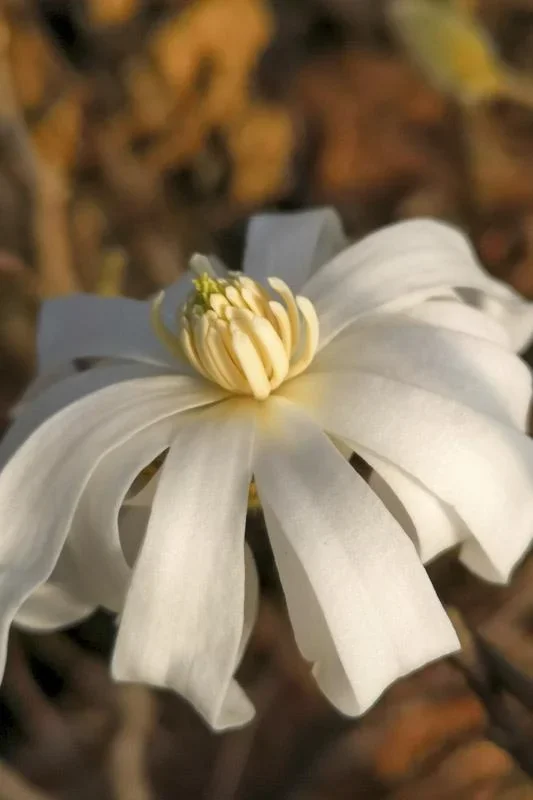 Sternmagnolie Magnolia stellata - Solitär mit Ballen 100-125 cm - 0