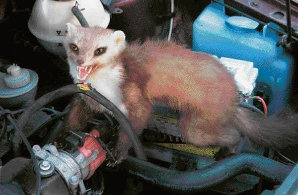 Kfz Marderscheuche mit 12 Volt - M100 neue Version - 1