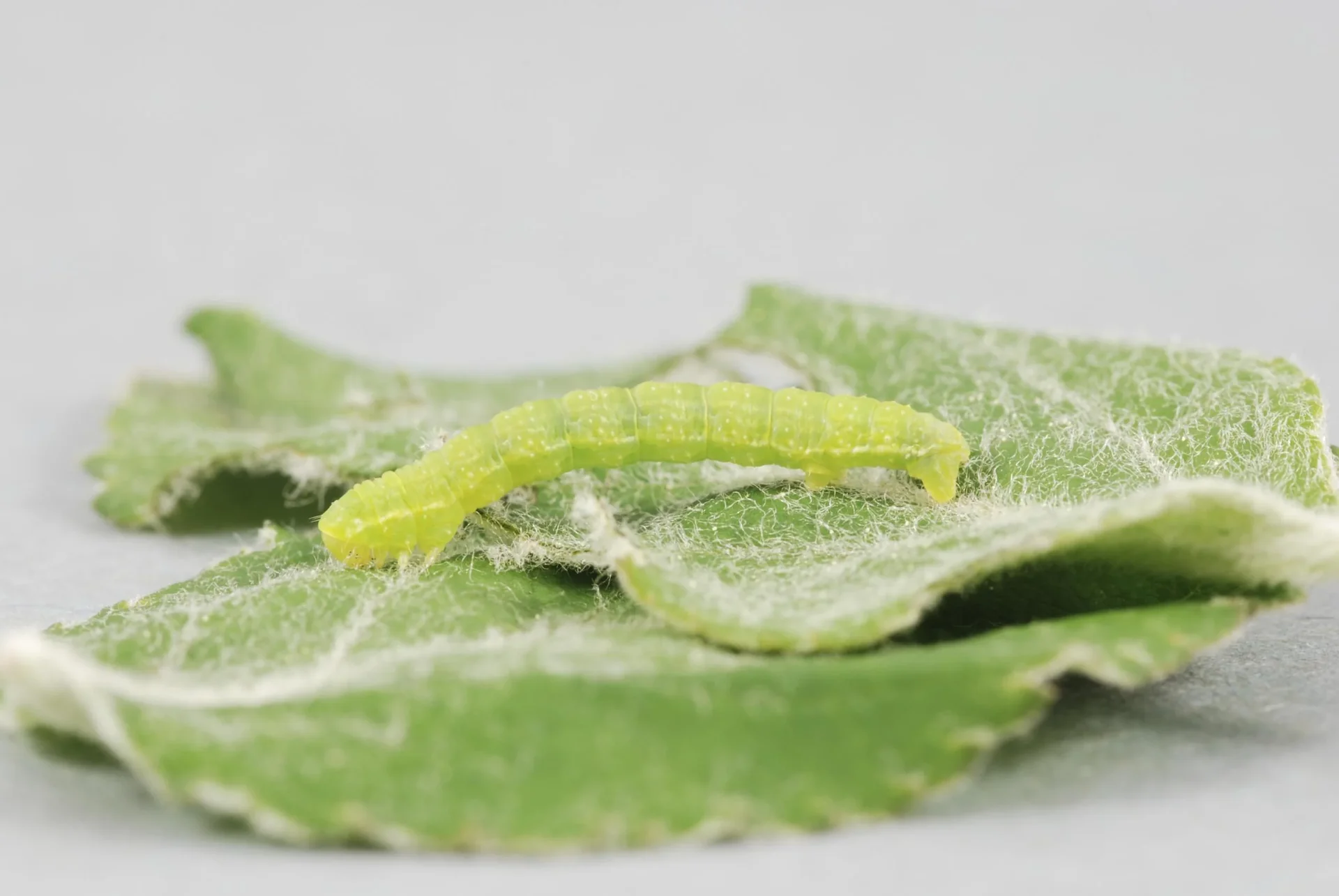 Raupenleim gegen Birnen - Knospenstecher, Schneespanner 500 g - 0