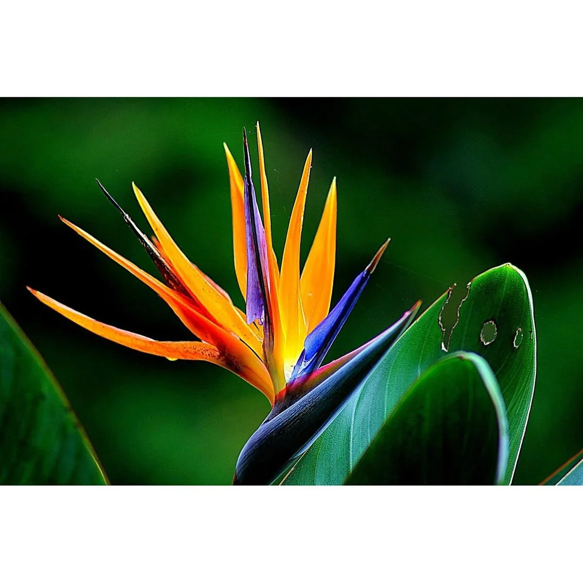 Flower-up Exotische Paradiesvogelpflanze - Strelitzia reginae - 3 Stück - 25-38cm - für drinnen und draußen - 1
