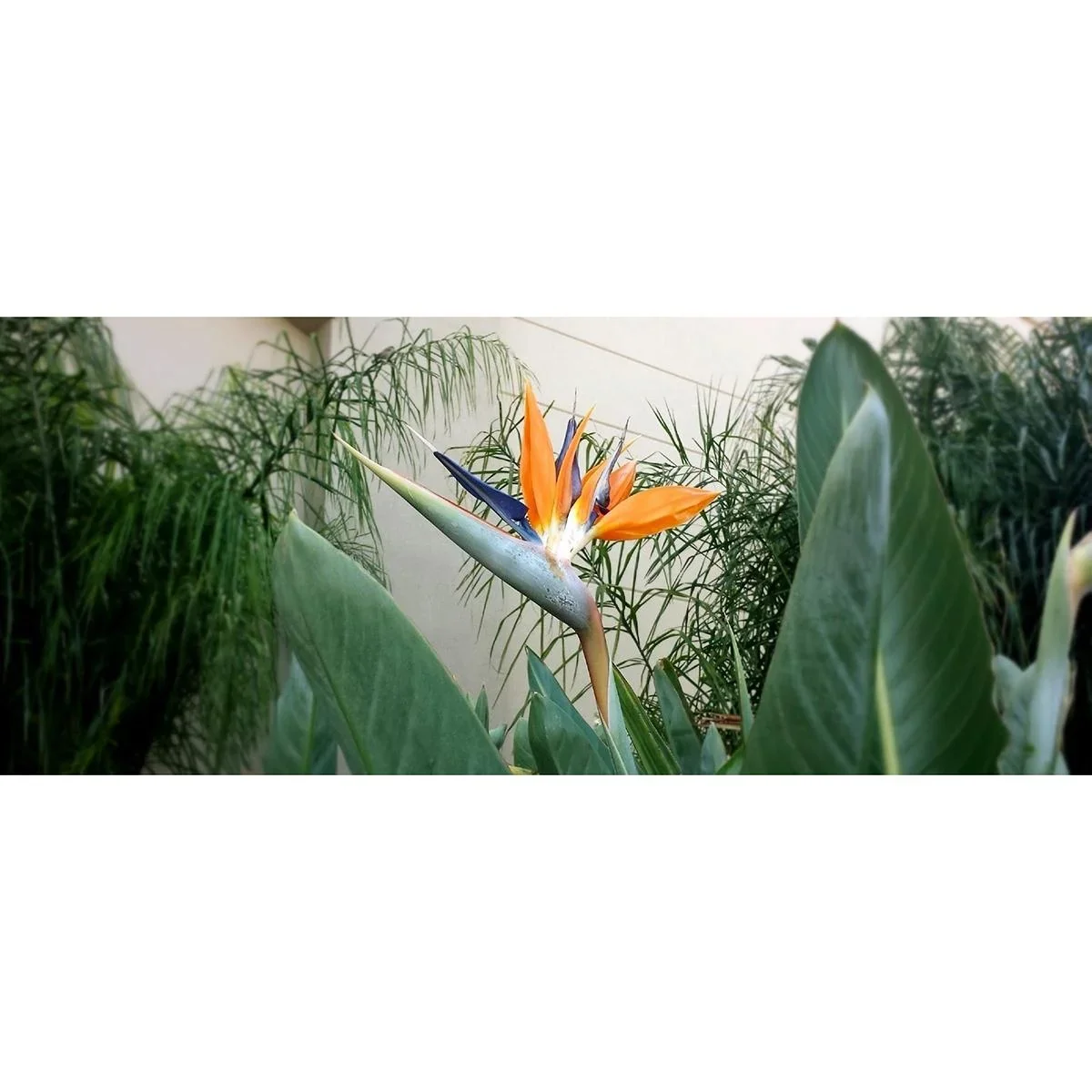 Flower-up Exotische Paradiesvogelpflanze - Strelitzia reginae - 3 Stück - 25-38cm - für drinnen und draußen - 2