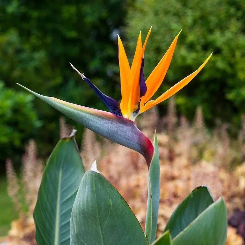 Flower-up Exotische Paradiesvogelpflanze - Strelitzia reginae - 3 Stück - 25-38cm - für drinnen und draußen - 4