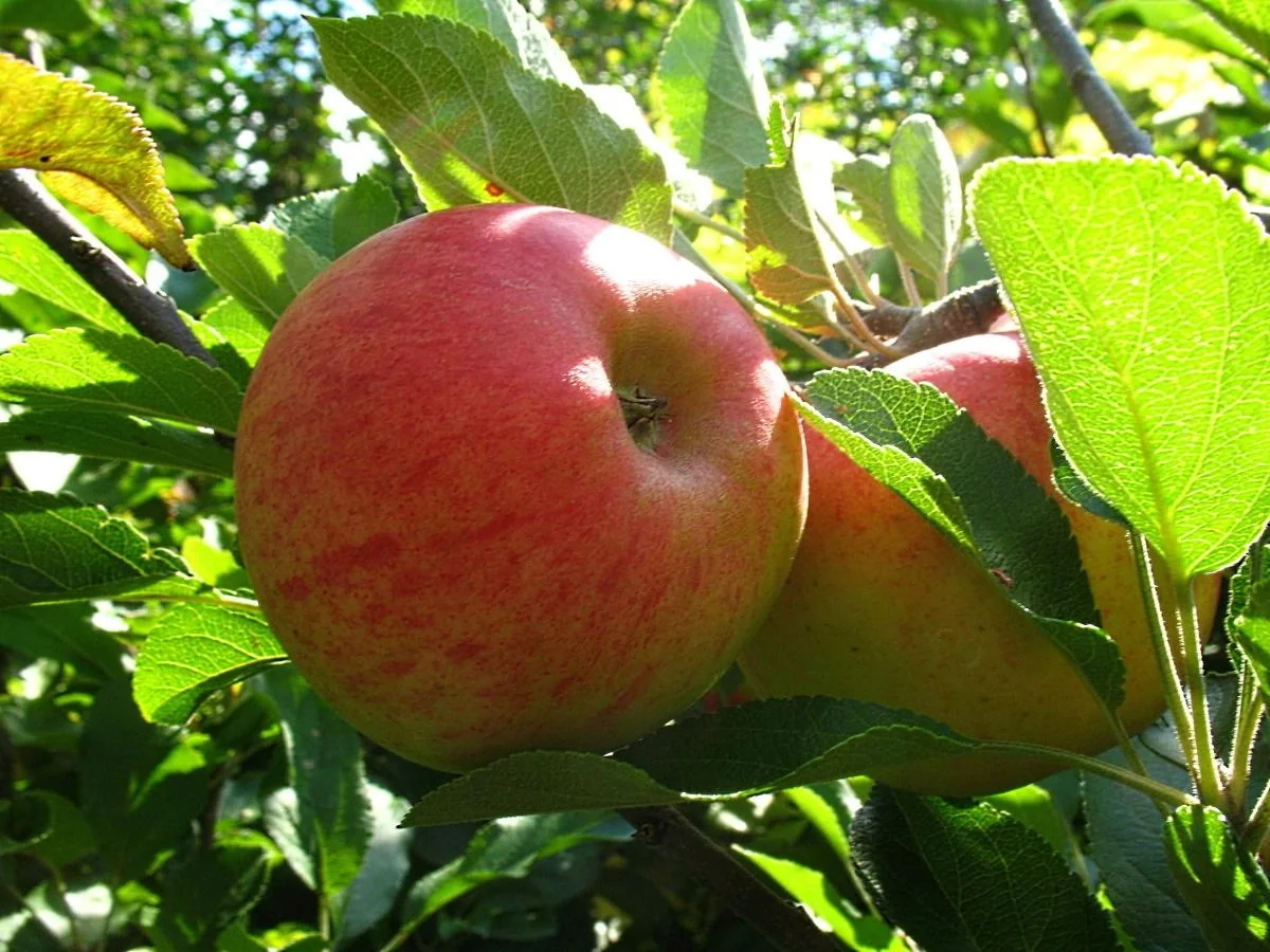 Apfel "Elstar" Spindelbusch, im 5L-Container - 1