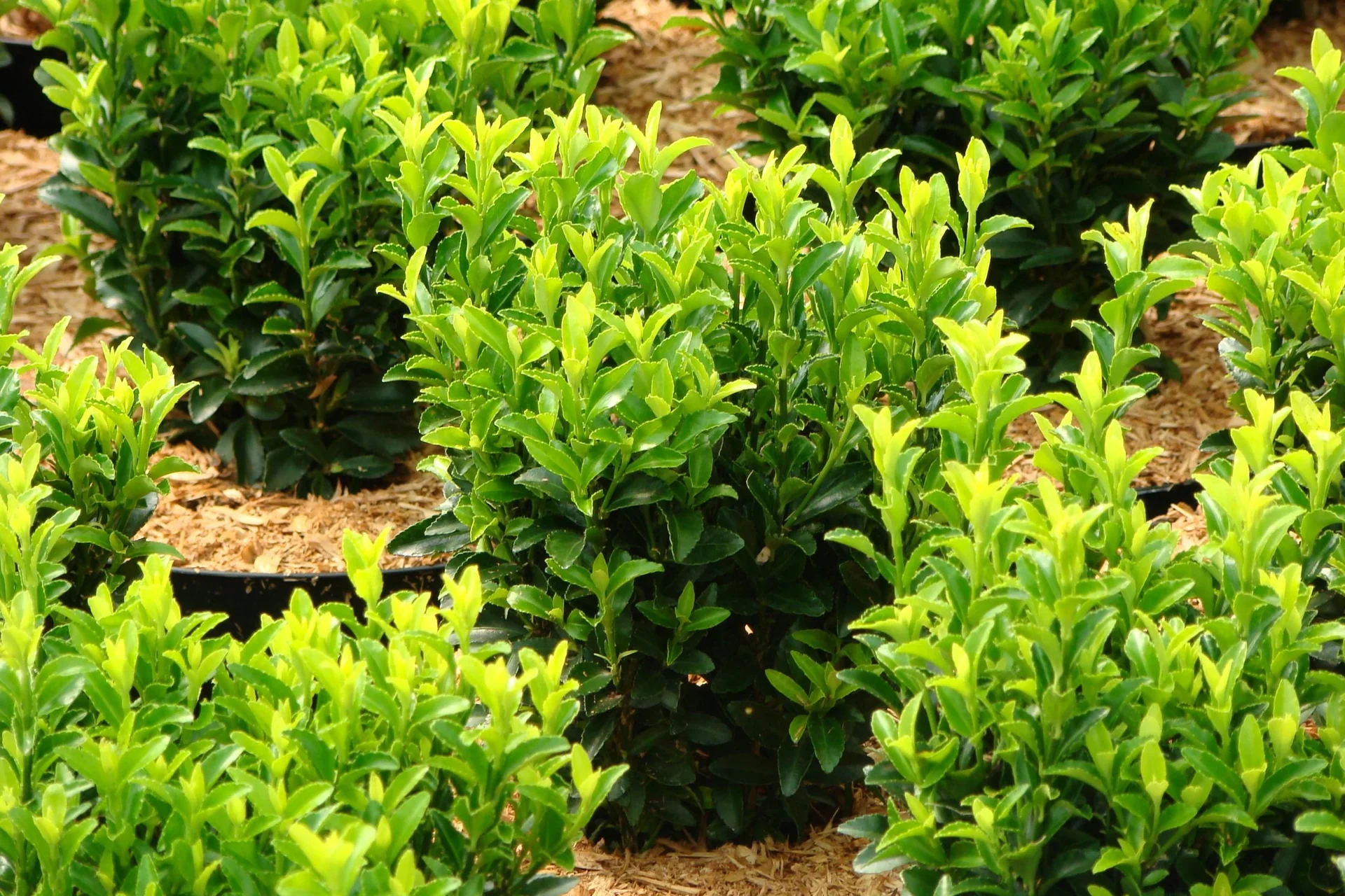 Spindelstrauch japanisch Greeen Spire - Euonymus japonicus - 7 L Topf 40-60 cm - 2