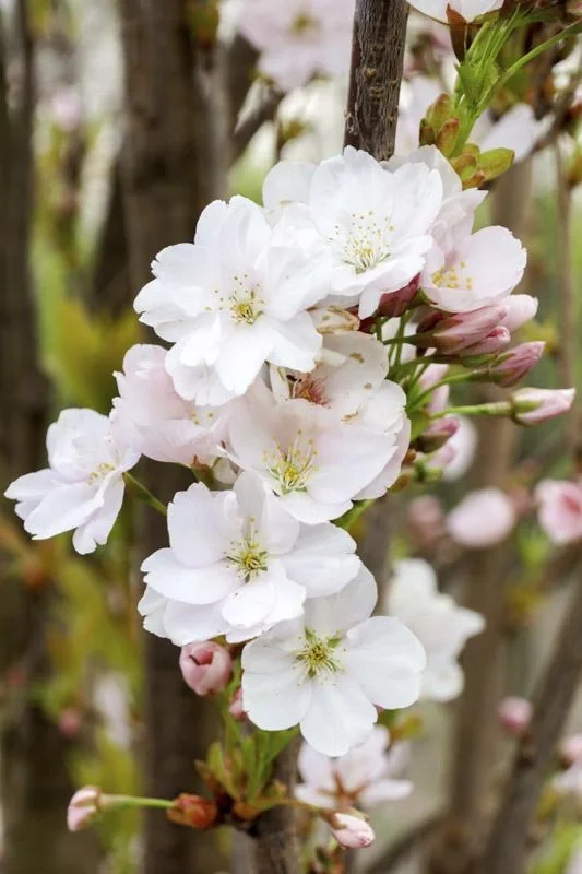 Säulenkirsche japanisch Prunus serrulata Amanogawa - 7 L Topf 80-100 cm - 2