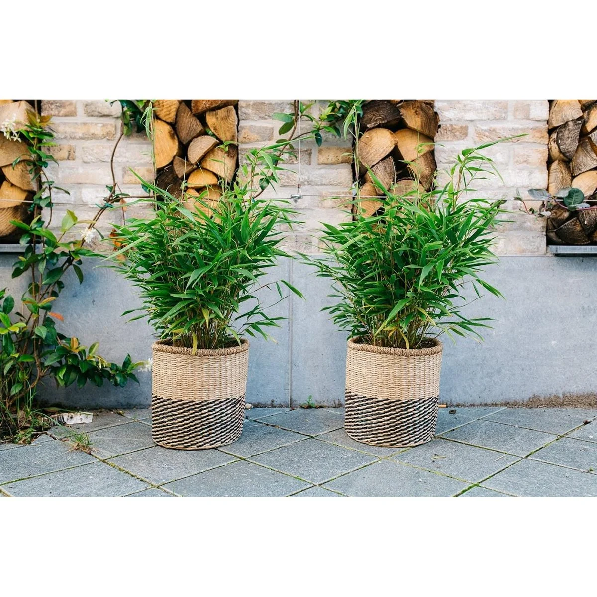 Flower-up Bamboo "Nicht verrottend" Medium - Fargesia - 40-60Cm - 1 Stück - 4
