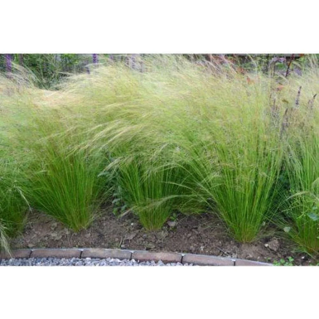 Flower-up 4er Set Stipa Pferdeschwanz Federgras - 40-50 cm - Wintergrün - 4